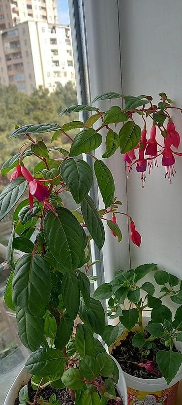 ev bitkisi: Satılır: otaq gülləri kolleksiyası - Sardunya (Pelargonium) – bir — 4