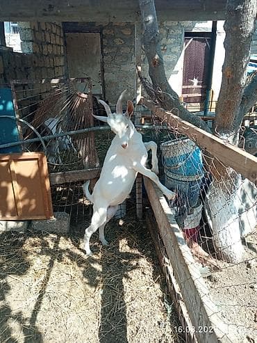 bala pisik sekilleri: . diri çəki təxmini 20 kqdan yuxarı. martda doğulub.kökdü hər iki hala — 2