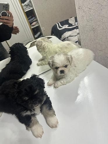 barter itlə: Pekines, Sənədli, Ödənişli çatdırılma — 4