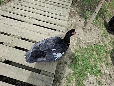 krasnadar ordeyi: Sakit xasiyyətli muskus ördəyi (indoutka) – qarışıq qara-boz lələklər — 2