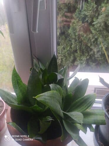 bonsai ağacı qiymeti: 20manat biri.obiri 22 manat.asagi yeri var — 4