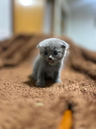 pişiy: Şotland — 10