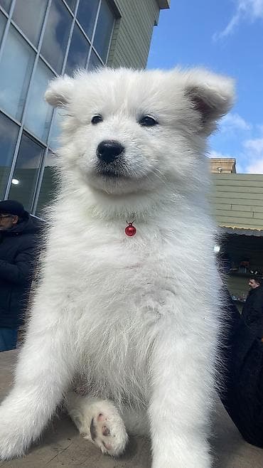 xaski balasi satisi: Samoyed, 2 ay, Pulsuz çatdırılma — 2