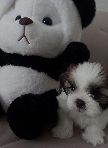 sirvan teze itler satisi: Sevimli kiçik it balası -şicu balonka 2 ayliqdir meterika var elim — 2