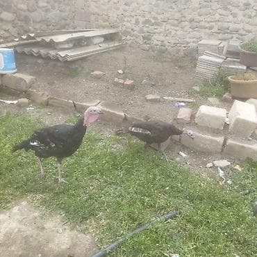 Kənd təsərrüfatı quşları: Erkək, Damazlıq — 2