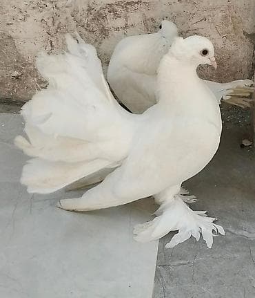 papuqay type 1: Salam 1 cüt pavlin.erkəy Londondu dişi başı esənlərdən.birdə boynu — 1