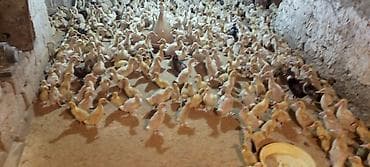 Коровы, быки: Ördəklər – müxtəlif yaş qrupları, partiya şəklində - Şəkillərdə — 9