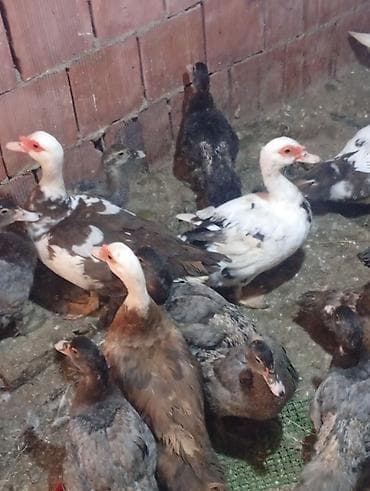 heyvan paltarları: Tam sağlam ördəkler satılılir 26 sı bala 14 Azından kuban sortlu ördək — 2