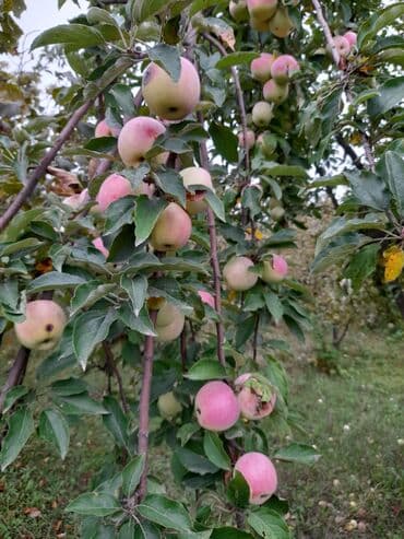 копилка на 100 тысяч таблица: Qusarin kendi 10 km arligda gozel ponramali yerdi tecili satilir — 2