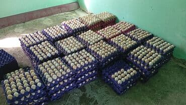 Mayalı sereblist yumurtası 0.40 qəpik bütün rayonlara çatdırılma var!