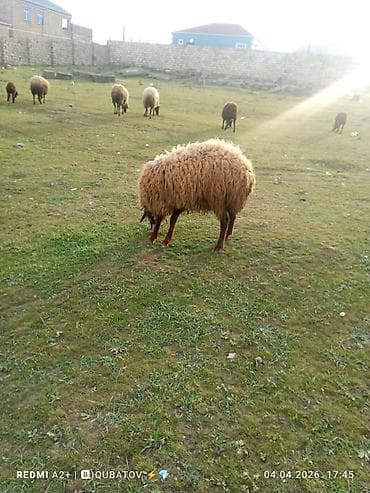 dovşan haqqında məlumat: Erkey toğulu satılır istəyən olsa yazsın video sun atım baxın real — 5