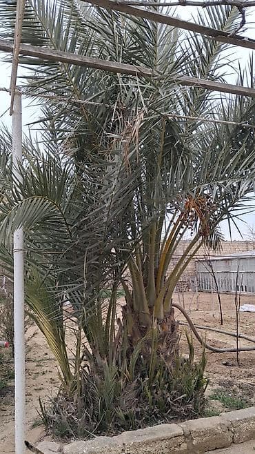 yasemen agaci: Xurma (xurma xurması) palm ağacı biri 8 illik 4-5 metr 400 manat biri — 2