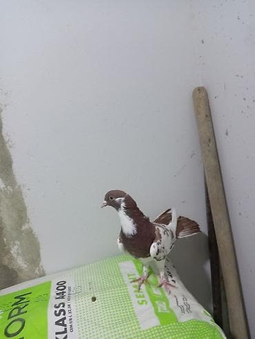 muhabbet quşu: Salam saglam quşdu ərkəydi təmiz cinsdi — 3