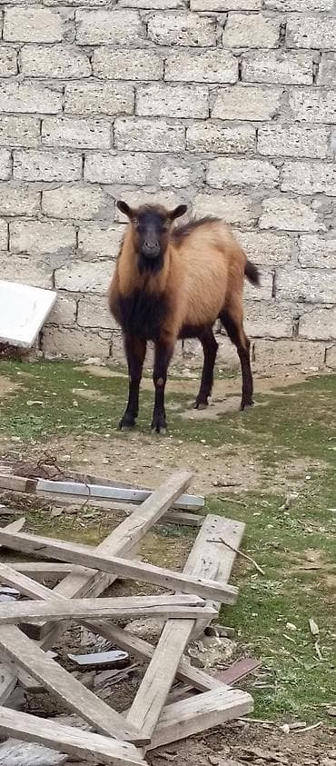 Qoyun/keçi üçün erkək teke - Cins: yerli (qəhvəyi-sarı tüklü