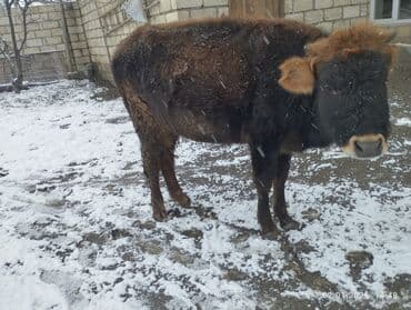 Mərmər effektli PVC panellər: Doğmuyan Dügə 1 aya doğmalıdır sakit sağlam heyvandi istəyən olsa — 1