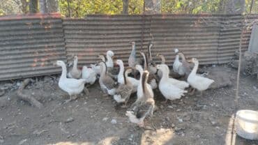 Akvariumlar: Qazlar — 4