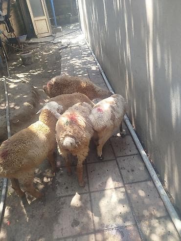 Məhsul: Qoyunlar (bir neçə baş) Təsvir: 5 quzudu 200 ze deyilir