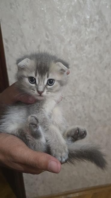 котята в добрые руки: Табби, В добрые руки — 7