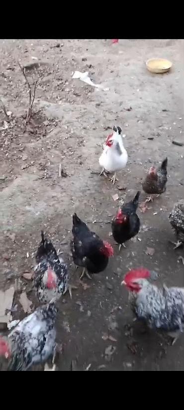 Pişiklər: Məhsul: Həyətdə saxlanılan yerli toyuqlar (qarışıq rənglərdə – ağ — 2