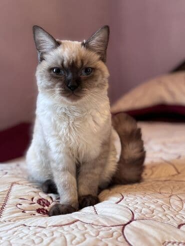 Quşlar: Siam, Erkək, Yaxşı əllərə — 4