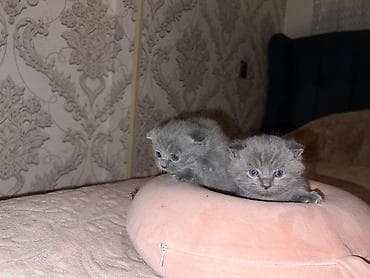 satiliq pisikler: Britan, Erkək, Dişi, Yaxşı əllərə, Ünvandan götürmə — 2