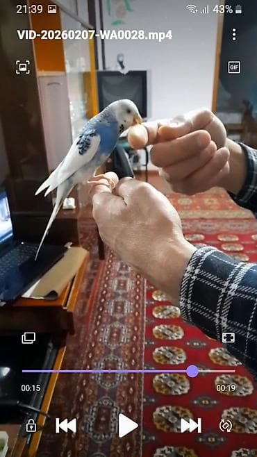 maraqli qus adlari: Ələ öyrəşmiş quşdu fikri citdi olan vatcapa yazsin — 1