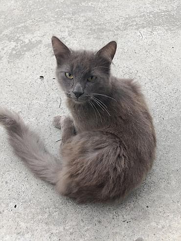 munchkin pişik: Boz tüklü pişik - Rəng: bərk boz (tüstü rəngi), bədən boyunca vahid — 1