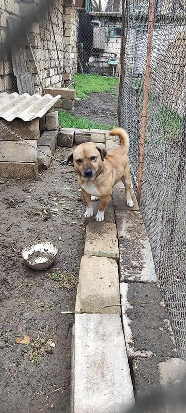 Quşlar: 2 il, Erkek — 2