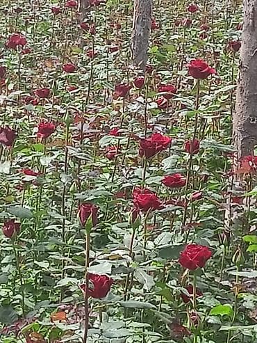 qırmızı gül şəkilləri: Qızıl gül stilləri. Hamısı tünd qırmızı şar kimi gül açır. Xarici sort — 8