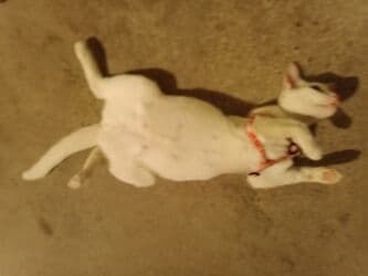 pişik tualet: Erkək, Dişi, Yaxşı əllərə, Ödənişli çatdırılma — 10