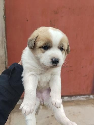 Другие животные: Salam 24 Gunluk Temmiz Qan Qurdbasar kucukidi Qiymət Sondu Elaqe 070 — 1