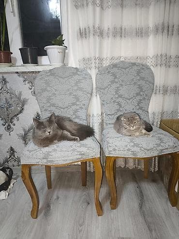 su samuru: Şotland yastı qulaq, Yaxşı əllərə — 8