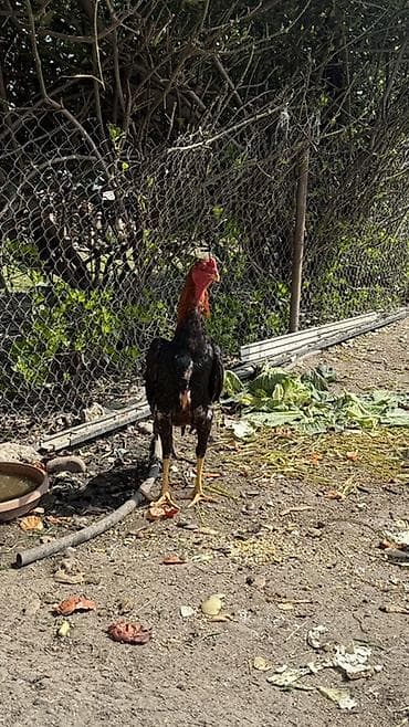 cins inəy: Cins xoruz – uzunboylu, güclü bədən quruluşu, hündür ayaqlar və açıq — 2