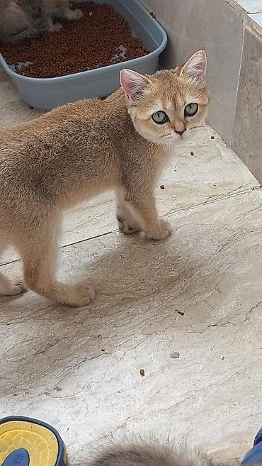 pişik cirmaglama taxtasi: Qızıl şinşilla, Dişi, Yaxşı əllərə, Ödənişli çatdırılma — 1