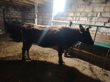 Atlar: Salam aleykum ana bala iney dir kim isdese vacapda yazsin vidiyosunu — 1