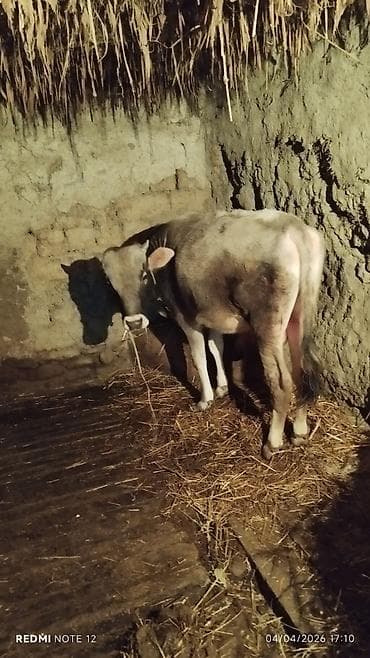 heyrati xoruz satilir: Телята — 1