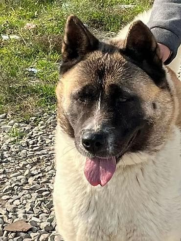 Akita-inu, 4 il, Sənədli