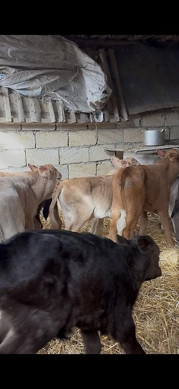 angus dana: Saf fransız mənşəli Limuzin cinsli buzovlar - Cins: Limuzin (ətlik — 6