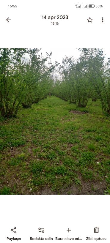 findiq ləpəsi: Fındıq bağ sahəsi - Geniş və səliqəli salınmış fındıq bağları - — 2
