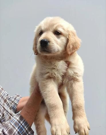 Akvariumlar: Retriever, Erkek — 2