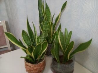 гул койгуч: Dekor güllər — 2