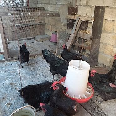 bramo toyuq: Məhsul: Alman cinsi tam orginal Avstroloblar xoruz və yumurtayan — 3