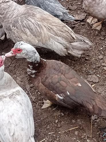 ordəy: Tam sağlam akdif bezekli lal ördekler sagılır.her bir rengden 1-cütdü — 2