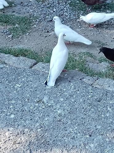lalafo quşlar: 5 goyərcindi 5 idə erkəkdir. Kom 35 manatdır tək tək qiymət — 2