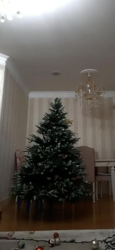 suni bitki: 🎄 Süni Yeni İl yolkası satılır! 🎄 Hündürlüyü təxminən 170 sm-dir — 2