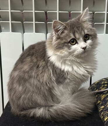 Digər heyvanlar: Britan, Dişi, Yaxşı əllərə, Rayonlara çatdırılma — 5