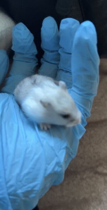 gəmiricilər: Salam.24 gunluk hamster balaları satılır hamısının gözü parlaq,Tükləri — 2