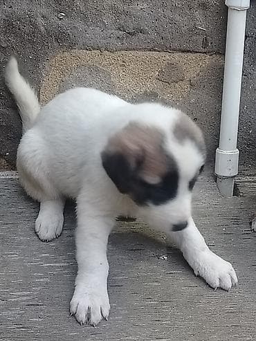 çin aslanı: 1 ay, Erkek, Pulsuz çatdırılma — 1