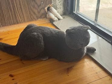 pisik latoku: Britan, Erkək — 1