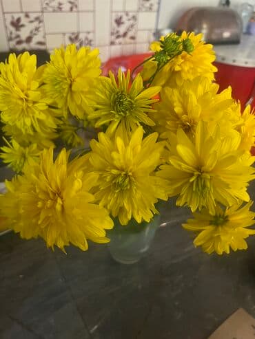 продажа комнатных растений: Her nov guler var endirimnen verecem Gencedi istiyen yazsin satiş — 13